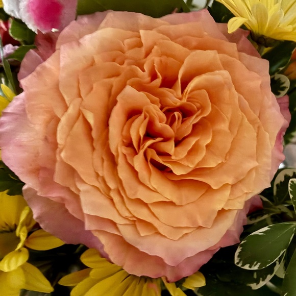 Meet your Posher, JEH - Picture 1 of 1